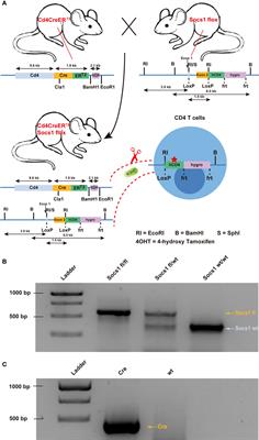 In vivo modelling of cutaneous T-cell lymphoma: The role of SOCS1